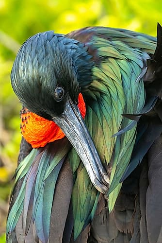 Ecuador-Galapagos National Park-Genovesa Island. Frigatebird male close-up. Art Print